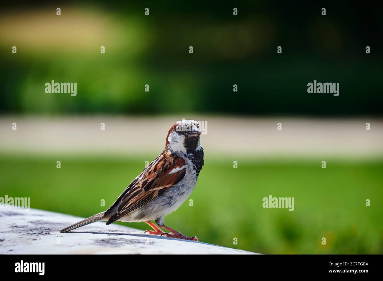 Sparrow (Passeridae) in close-up with plenty of space for text in front of unfocussed background. Stock Photo