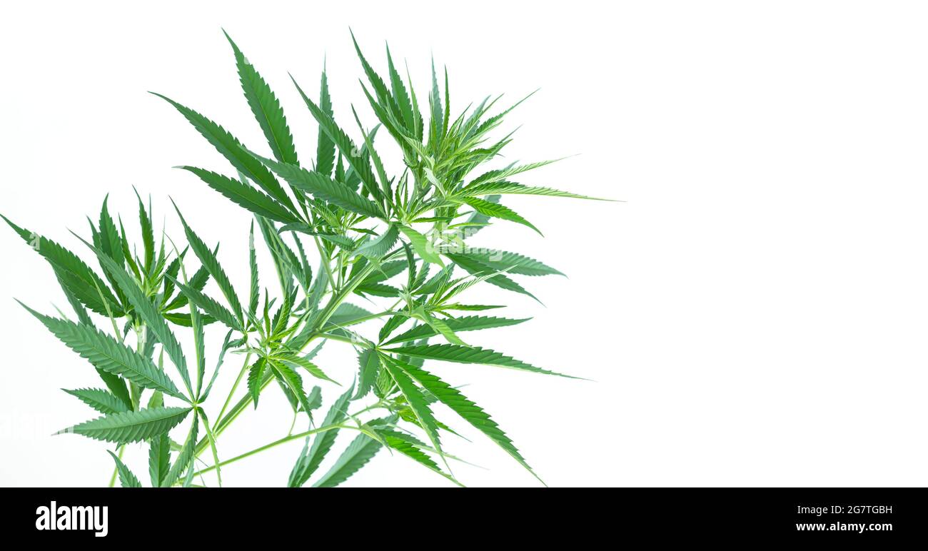 Cannabis or hemp plant leaves isolated on white background. Growing medical marijuana concept Stock Photo