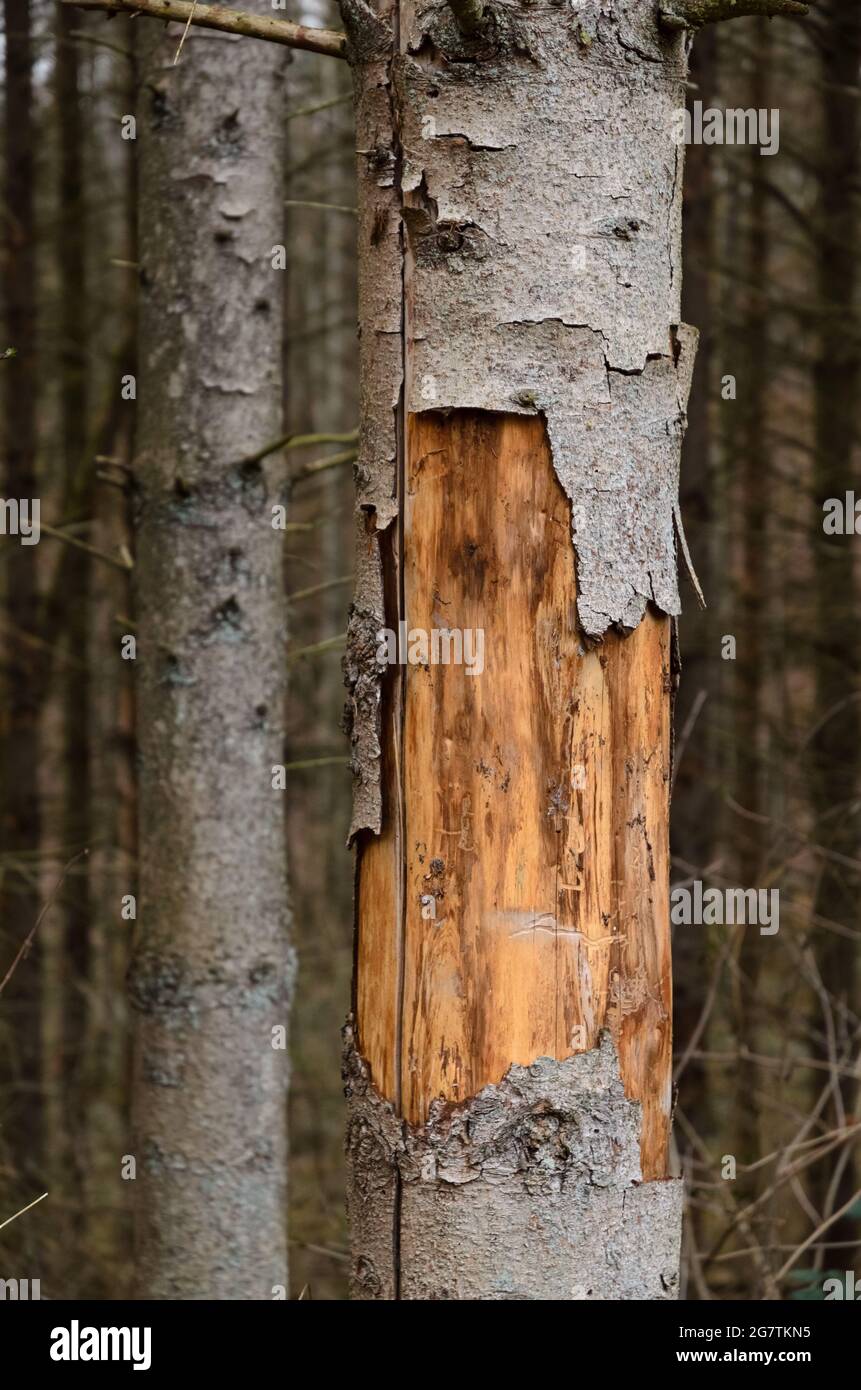 Damaged trees and bark, pest infested by bark beetle (Scolytinae) in Westerwald, Germany, Rhineland-Palatinate, Europe Stock Photo