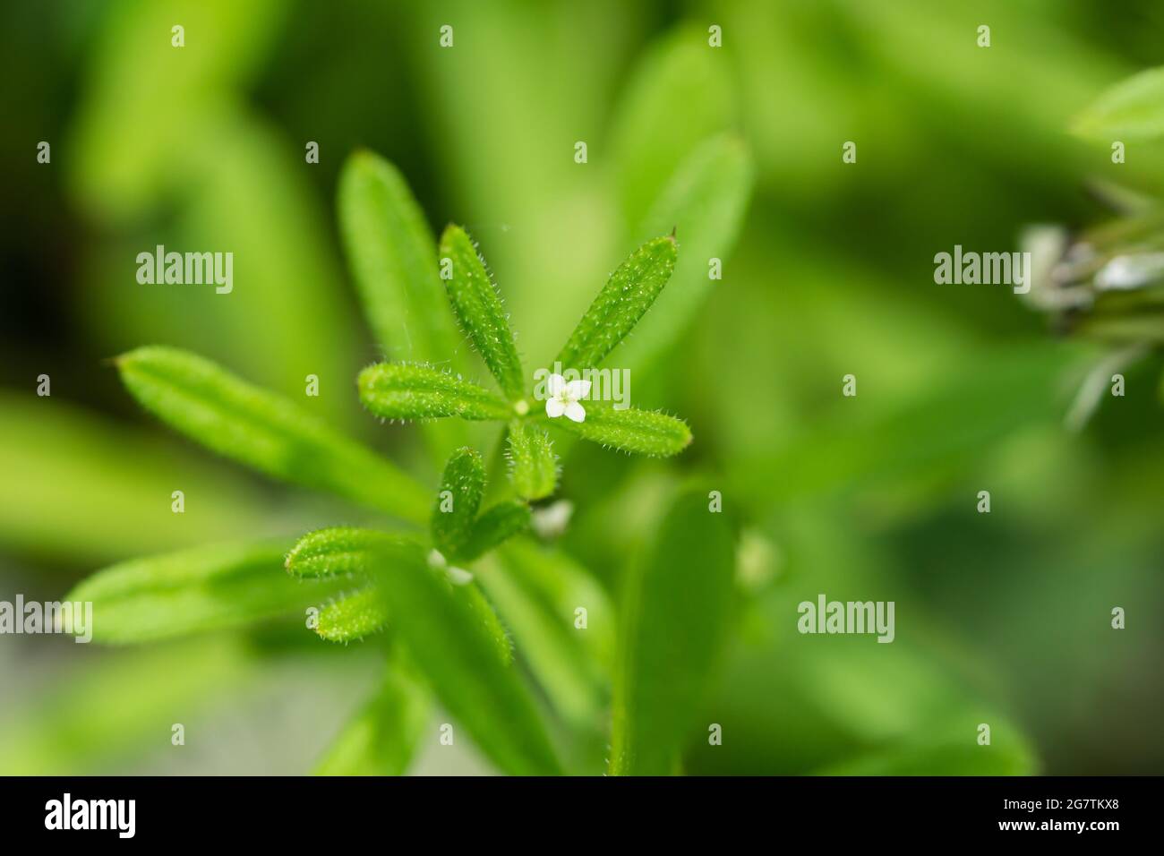 Cleavers galium aparine closeup blossom hires stock photography and