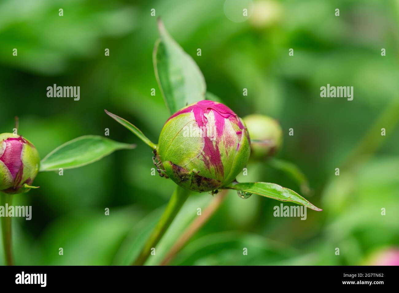 Peony Flower Buds in Springtime Stock Photo