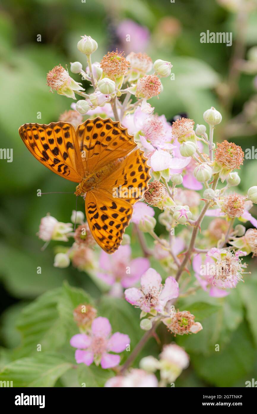close up of a silver-washed fritillary butterfly (argynnis paphia) on a blackberry (rubus) blossom seen at Gargano National Park, Apulia Italy Stock Photo