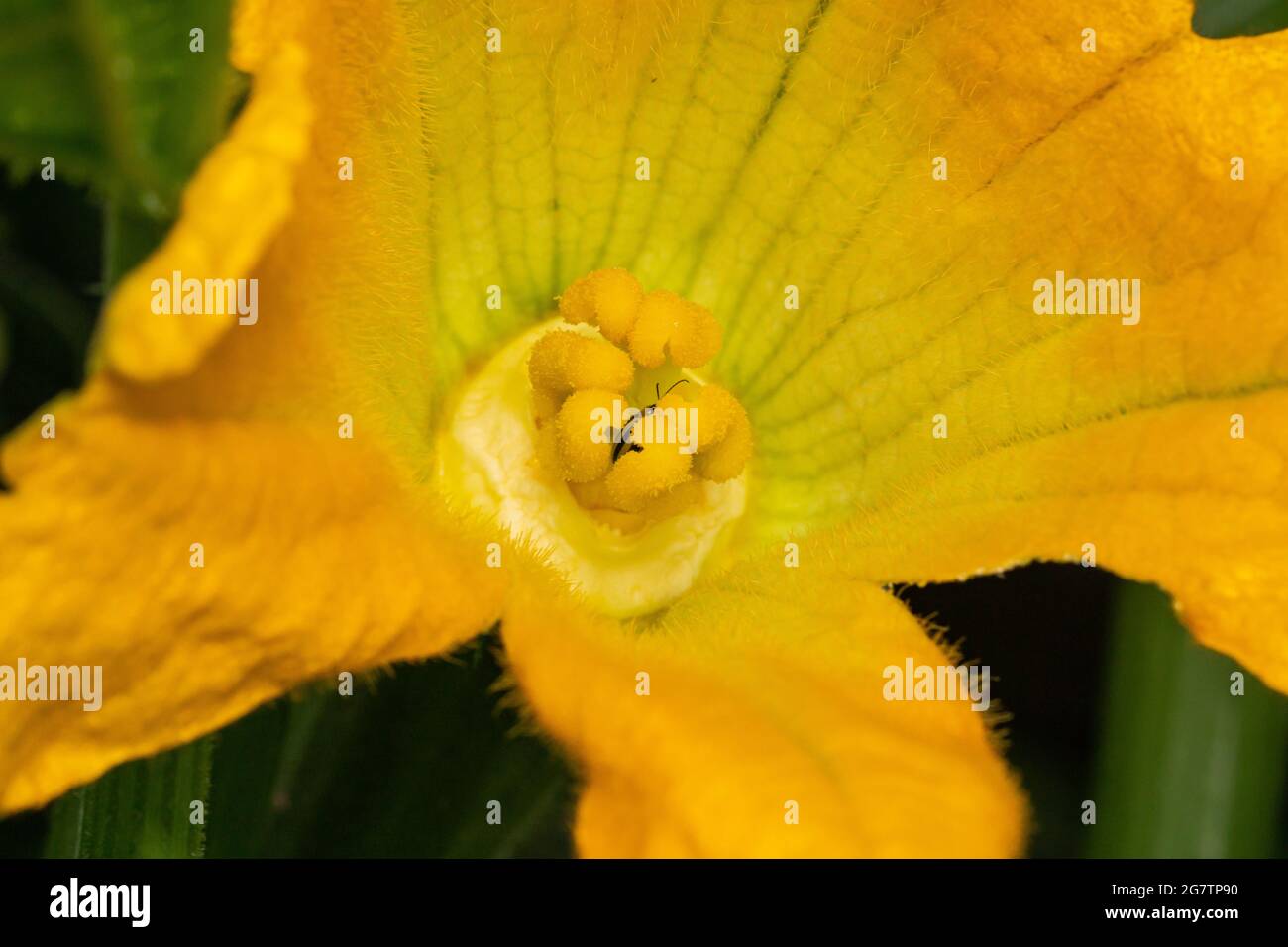 Zucchini Blossom in Bloom in Summer Stock Photo Alamy