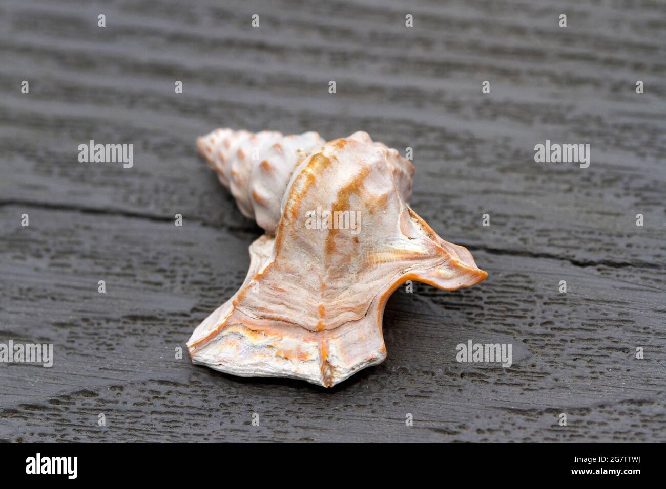 The pronounced lip on the shell of the Pelican's Foot makes this ...