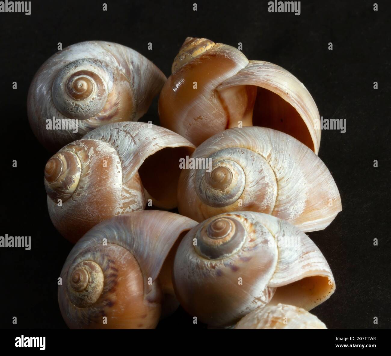 The attractive and distinctive Necklace Shell is a predator of bi-valve molluscs such as cockles. They were sought after as decoration since antiquity Stock Photo