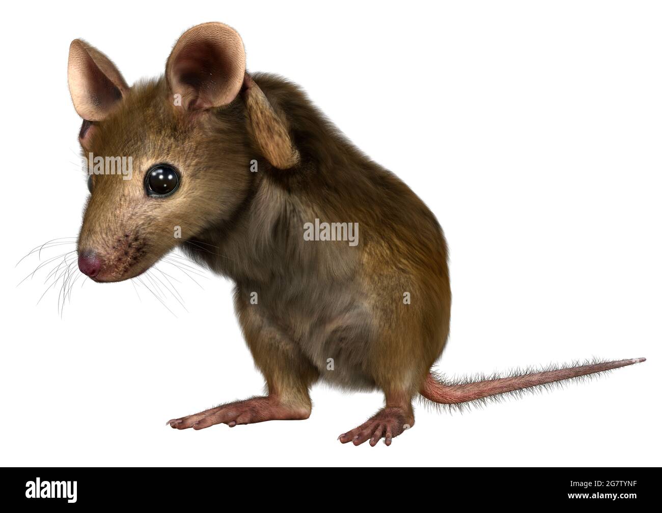 3D rendering of a little house mouse isolated on white background Stock