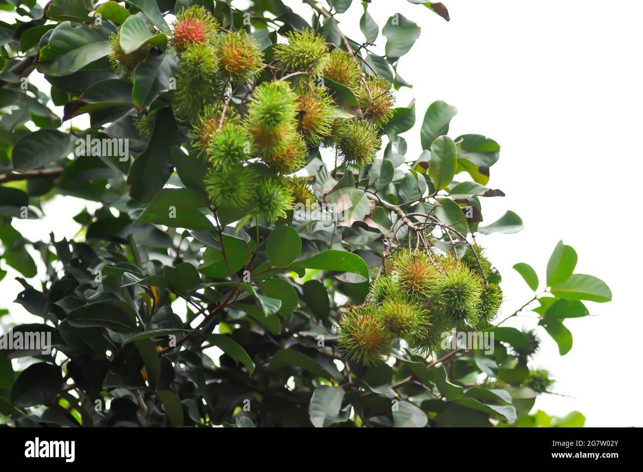Rambutan, Nephelium lappaceum or Sapindaceae or Rambutan tree and ranbutan seed Stock Photo