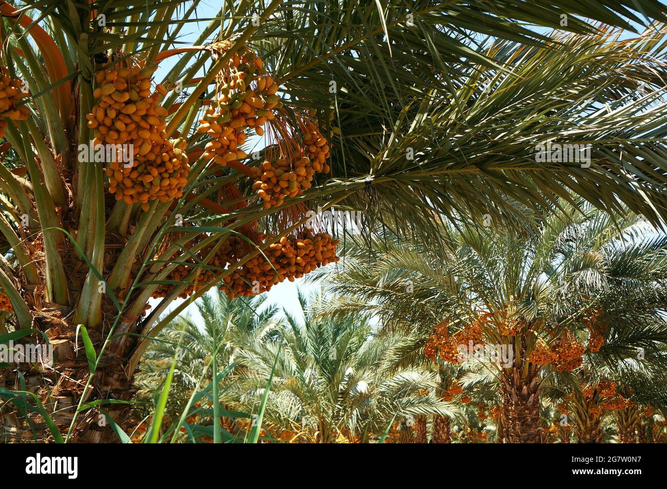 Judean date palm tree, selective focus on the date Stock Photo Alamy