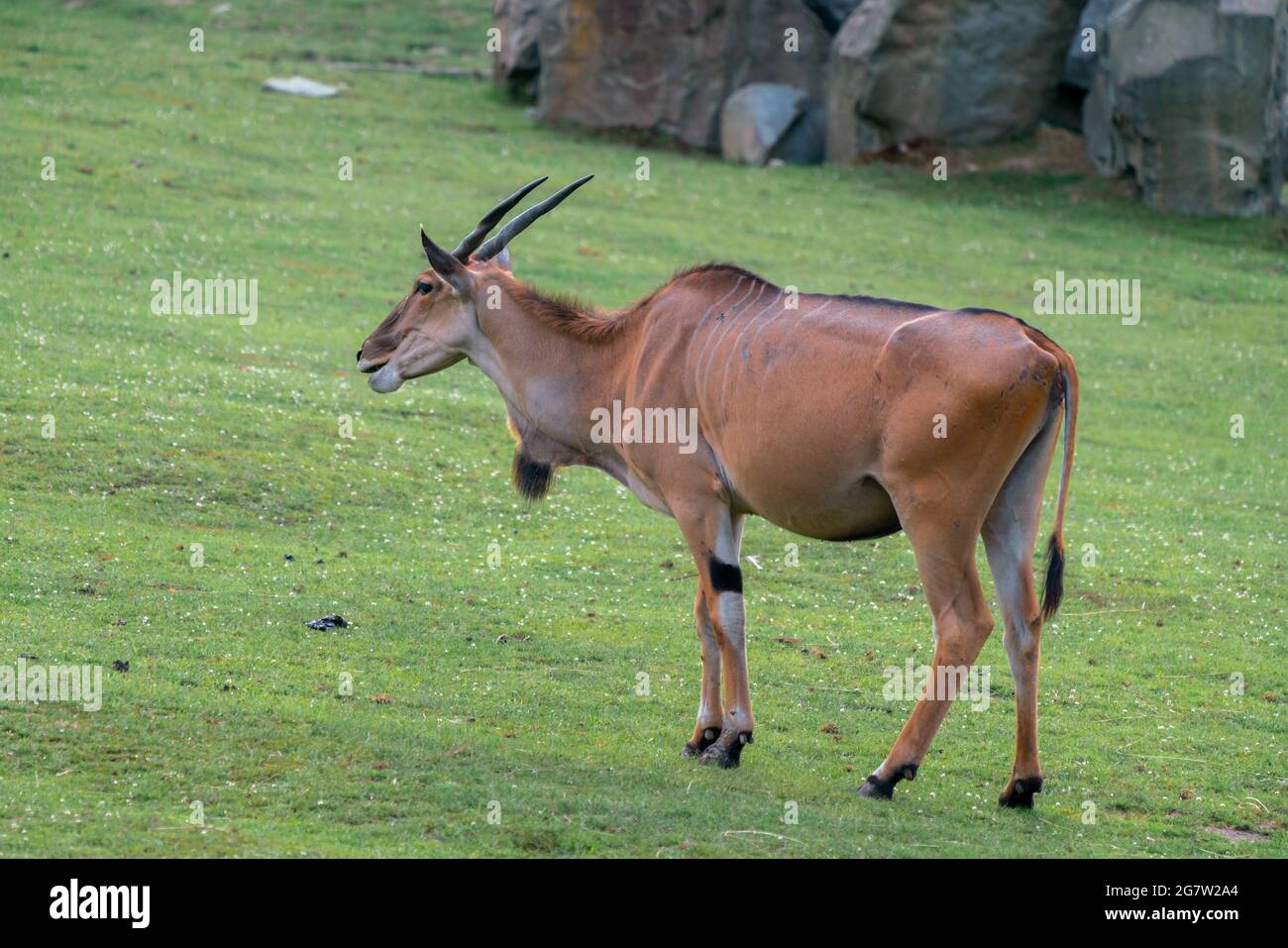 Detail shot of Common eland, Taurotragus oryx on a grassy ground. Savannah and plains antelope found in East and Southern Africa Stock Photo