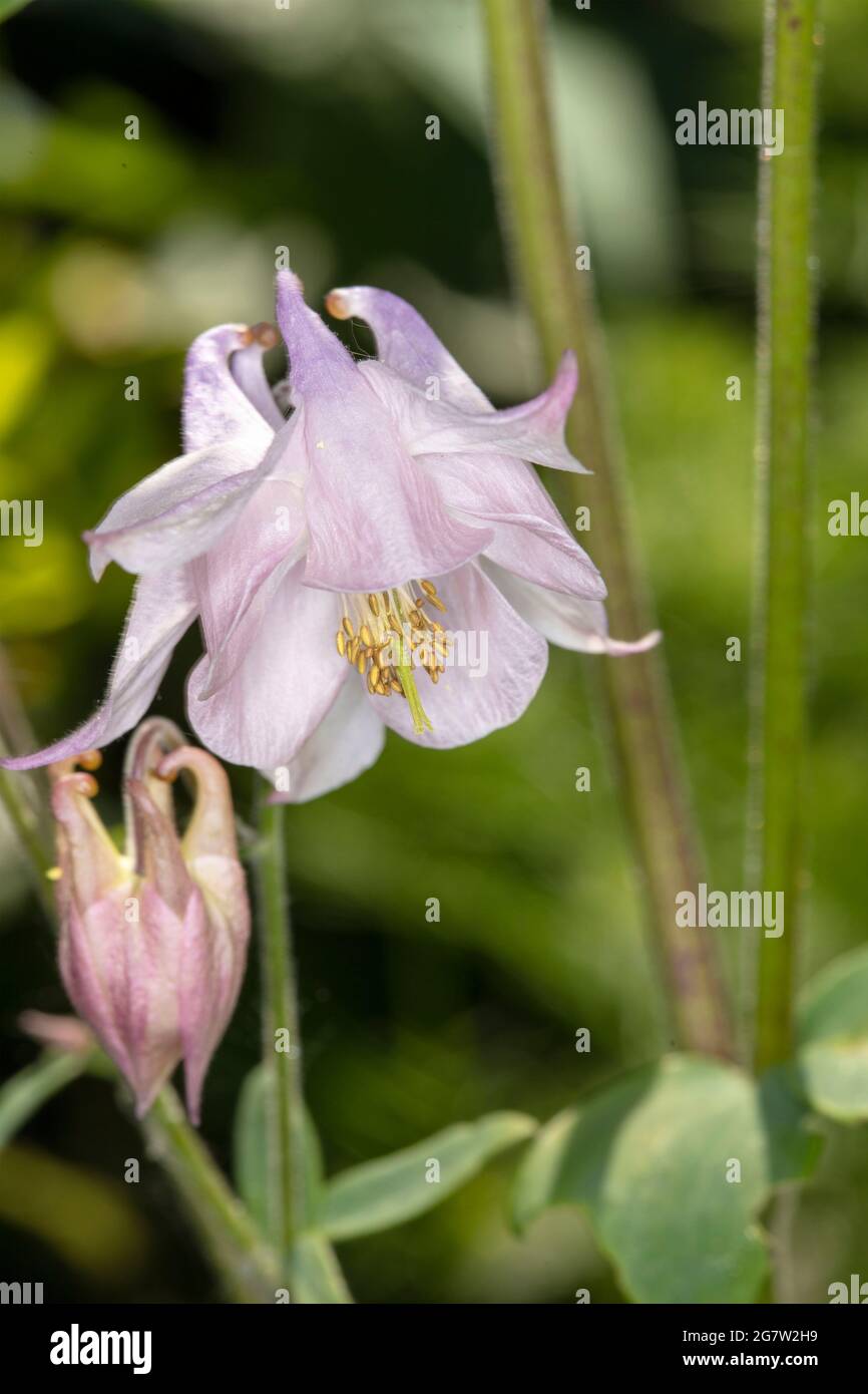 Beautifully delicate Aquilegia flowering in a natural garden setting in close-up. natural environmental flower portrait Stock Photo