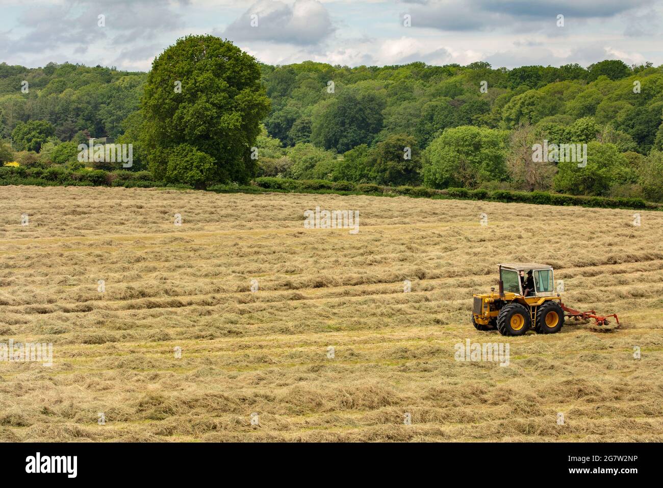 Haymaking with machines in a semi-urban farm, bright sunshine, blue sky ...