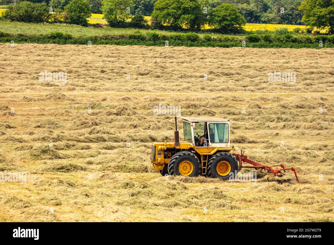 Haymaking with machines in a semi-urban farm, bright sunshine, blue sky ...