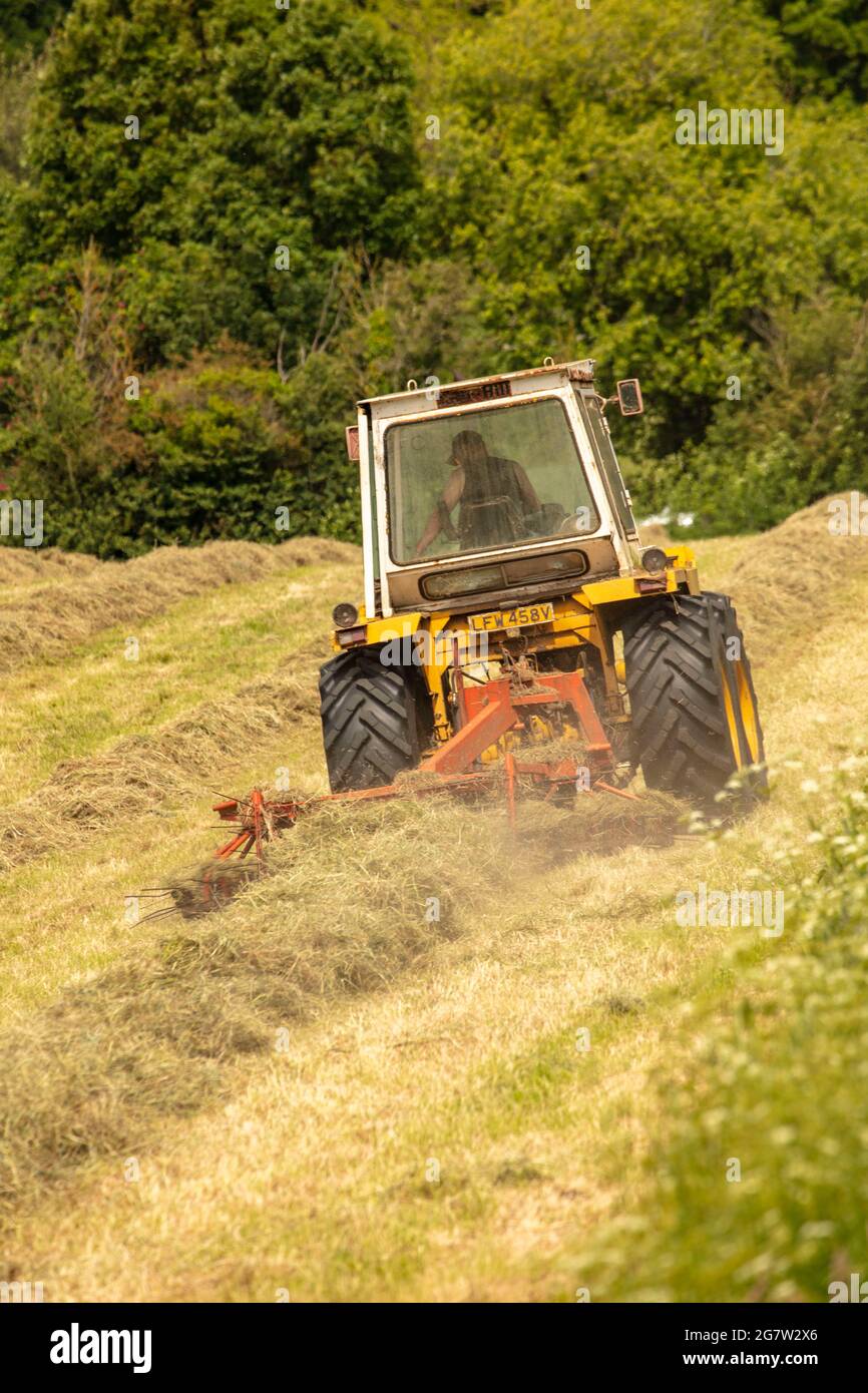 Haymaking with machines in a semi-urban farm, bright sunshine, blue sky ...