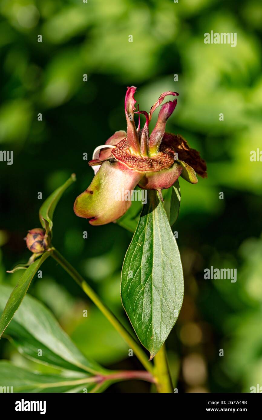 Close up natural flower portrait of Paeonia lactiflora 'Félix Crousse’, peony 'Félix Crousse’ Stock Photo