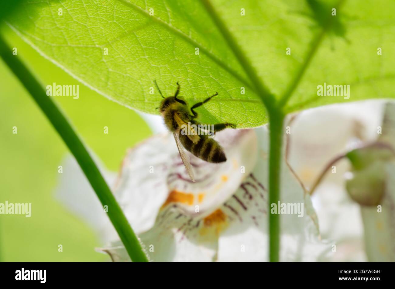 Honey Bee on Back of Green Leaf Stock Photo