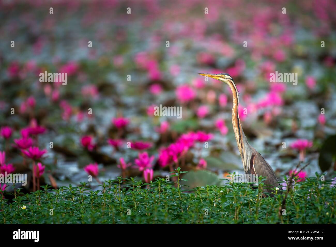 A purple heron and the waterlily bloom Stock Photo