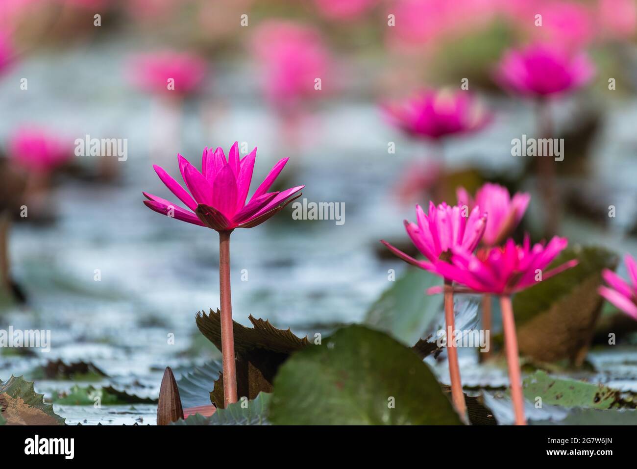 Water lily bloom at Malarickal in Kerala Stock Photo