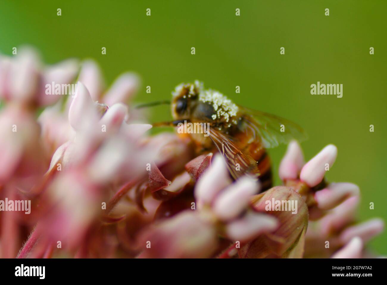 Bee Covered with Pollen Feeding on a Milkweed Flowers Stock Photo