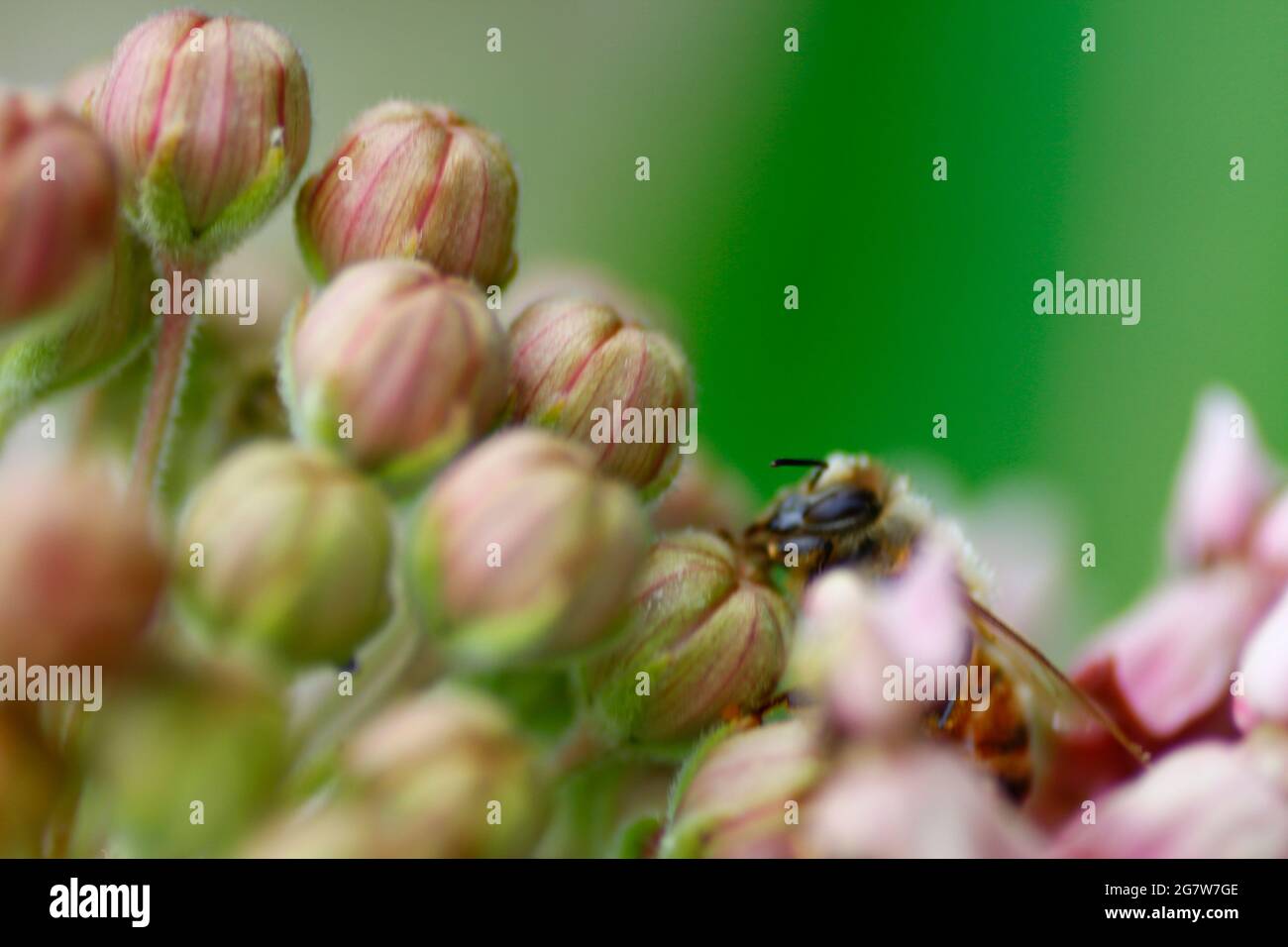 Bee Covered with Pollen Feeding on a Milkweed Flowers Stock Photo