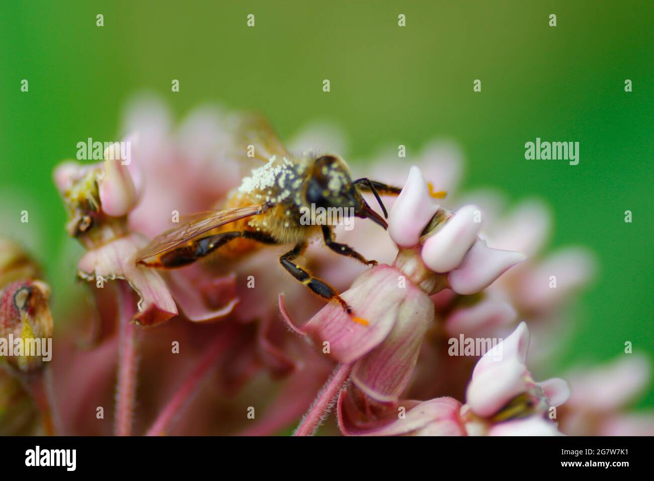 Bee Covered with Pollen Feeding on a Milkweed Flowers Stock Photo