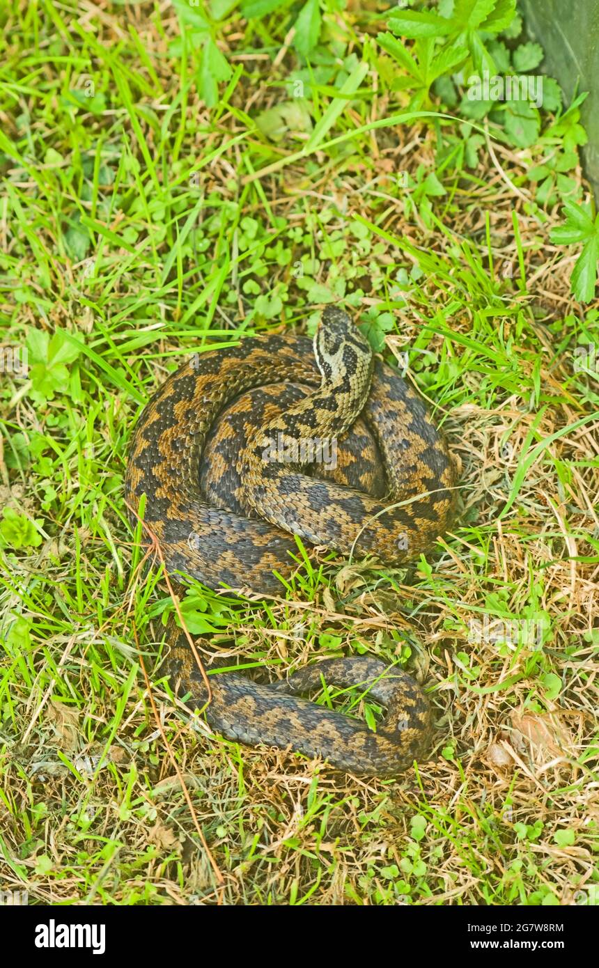 ADDER Viper Vipera Berus Snake UK Stock Photo