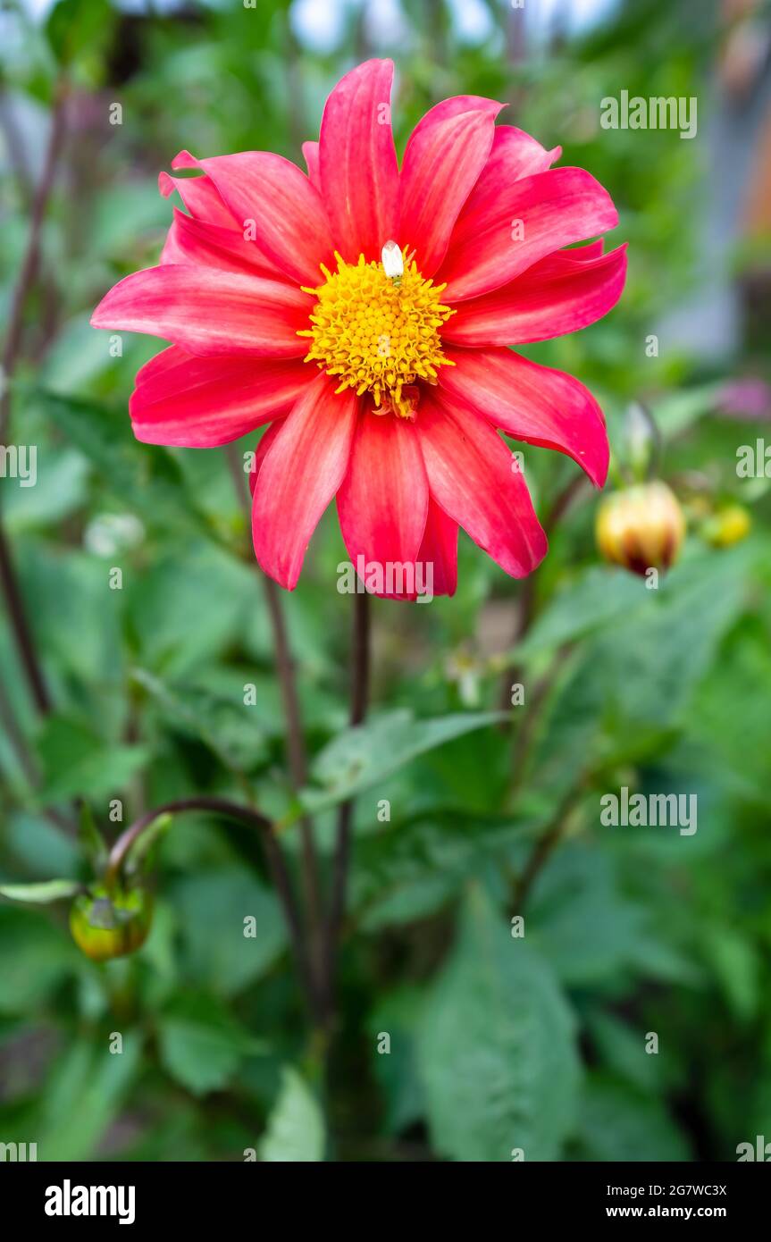 Beautiful flower with red petals and unblown buds, in the garden, on a blurred background.  Stock Photo