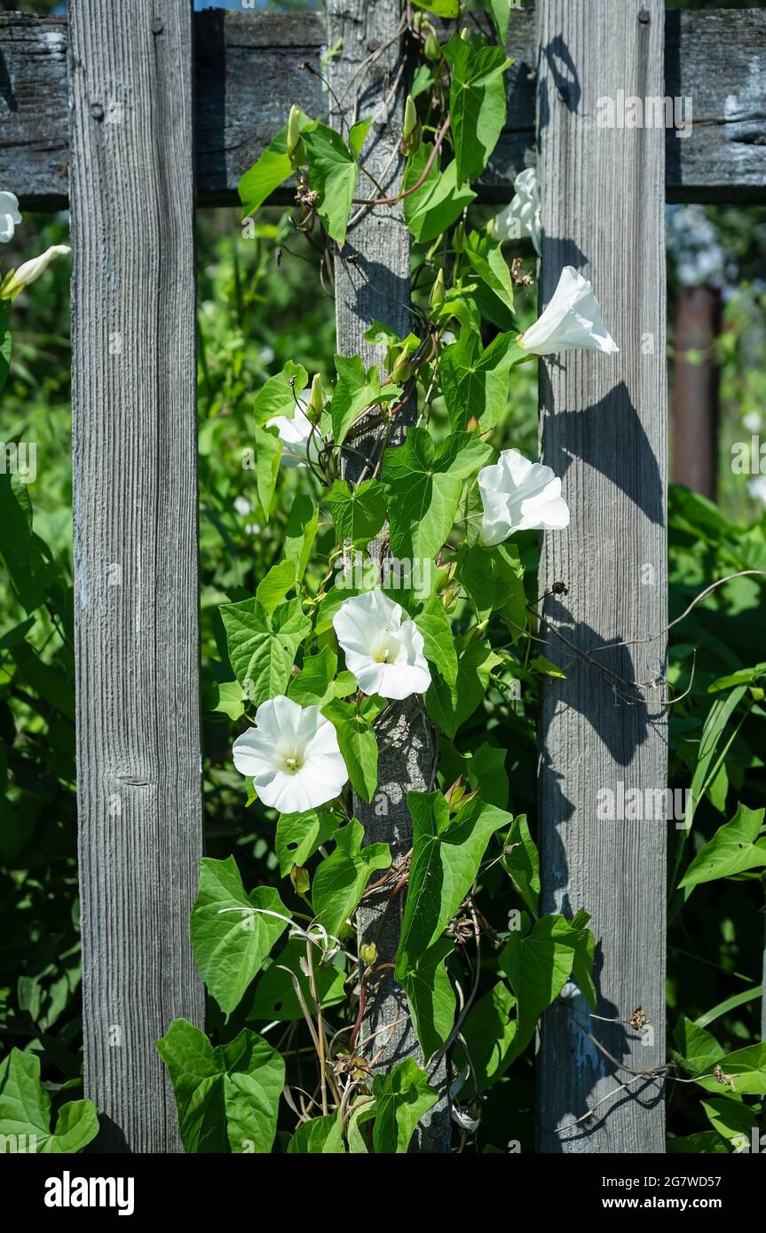 Climbing plant with beautiful white flowers on an old wooden fence, in the garden, in the countryside. Close-up. Stock Photo