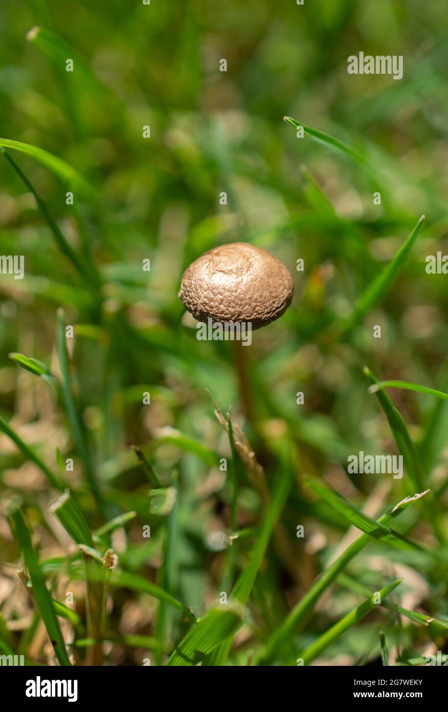 Panaeolus olivaceus hi-res stock photography and images - Alamy