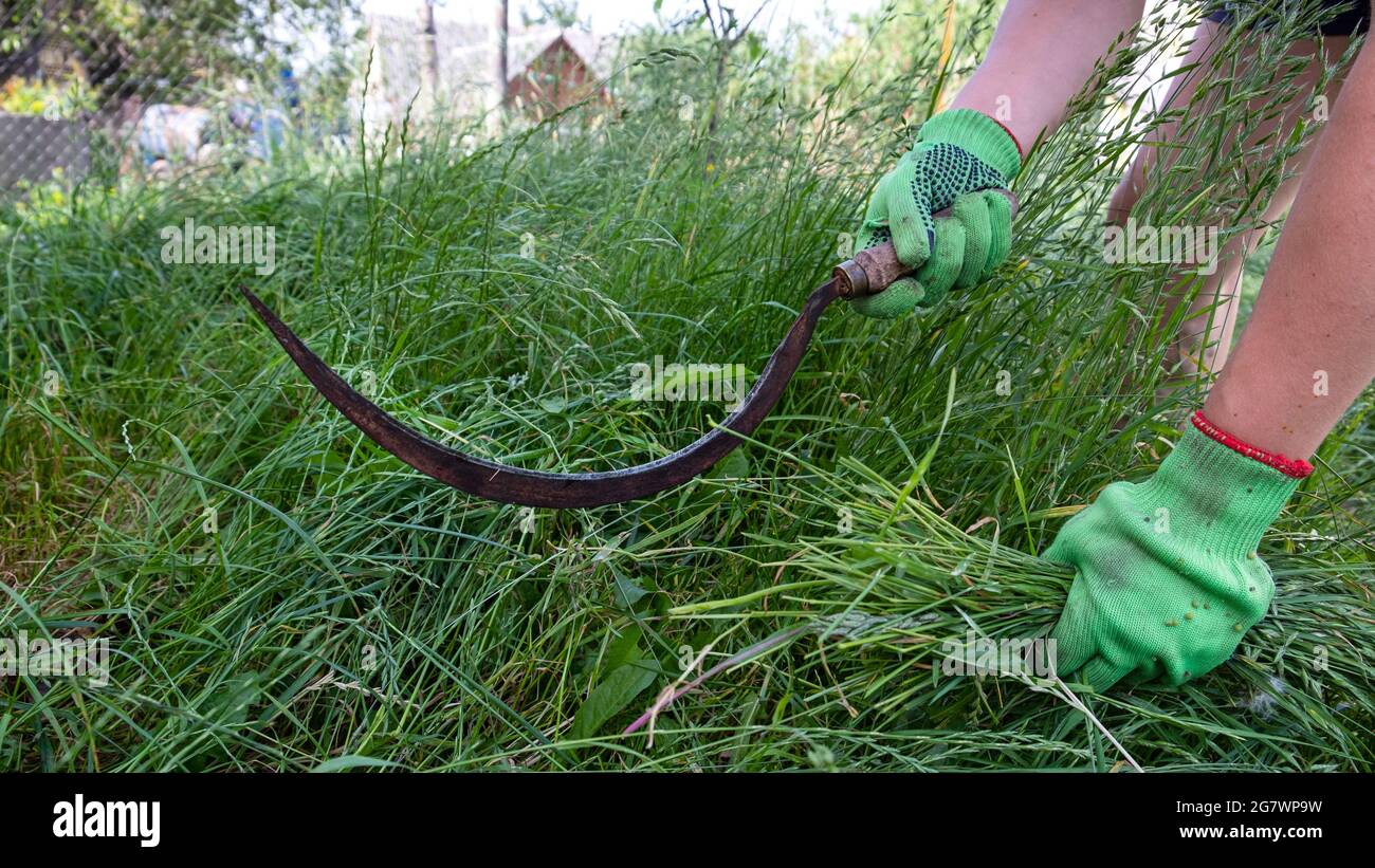 process mow the grass with a sickle. Stock Photo