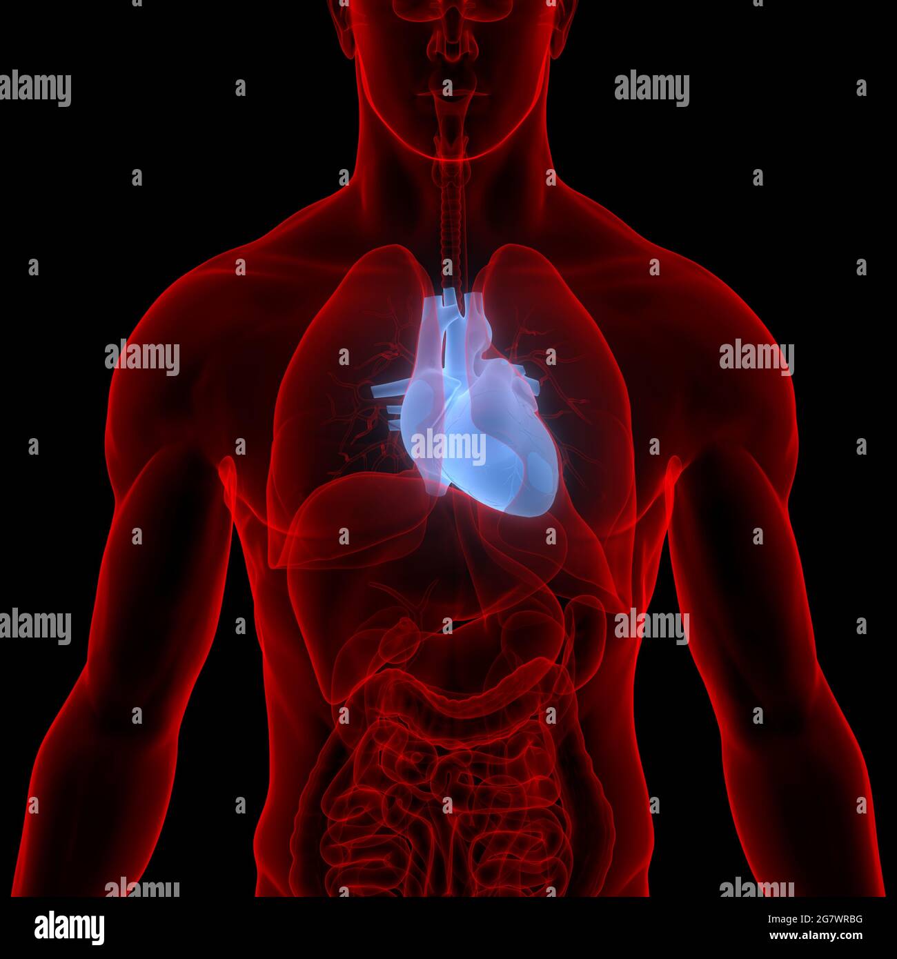 Heart is Part of Human Internal Organs Circulatory System Anatomy. 3D ...