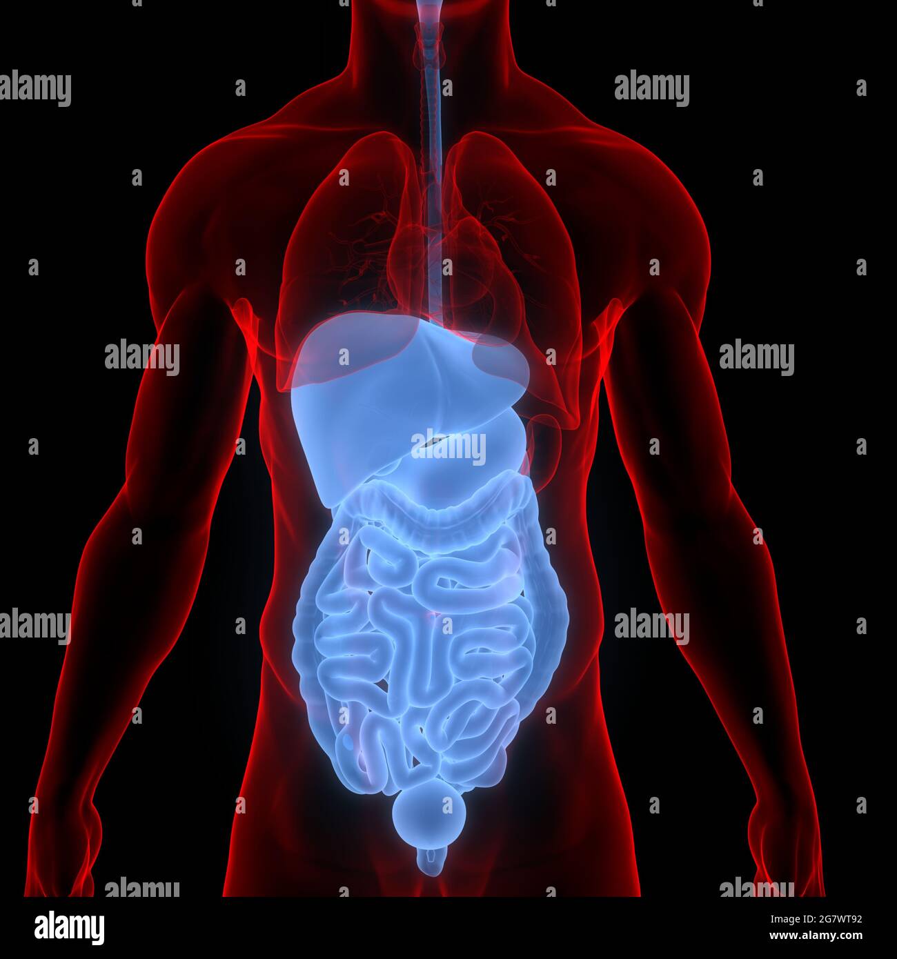 Human Internal Organs Digestive System Anatomy. 3D Stock Photo