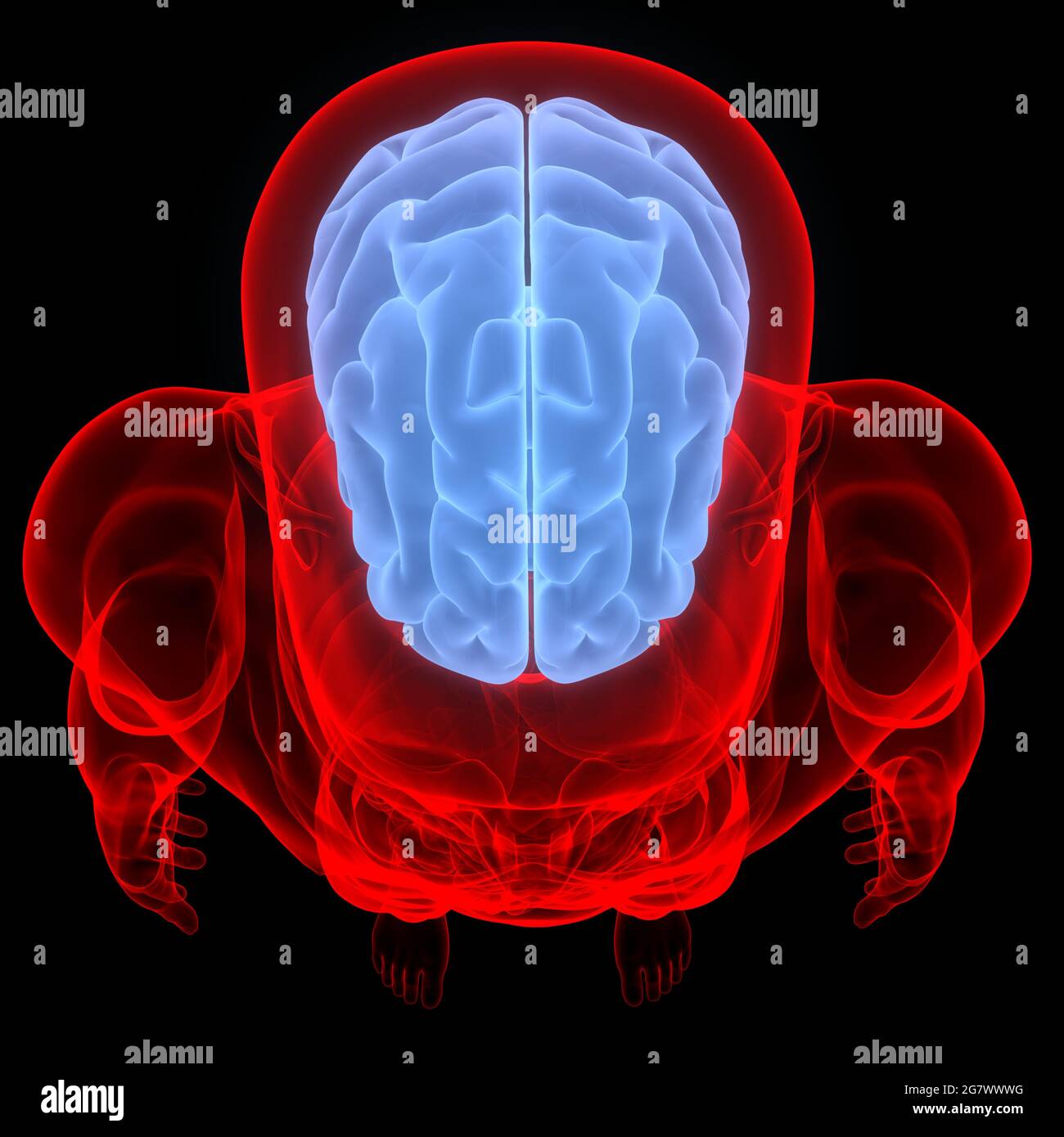 Nervous system 3d hi-res stock photography and images - Alamy