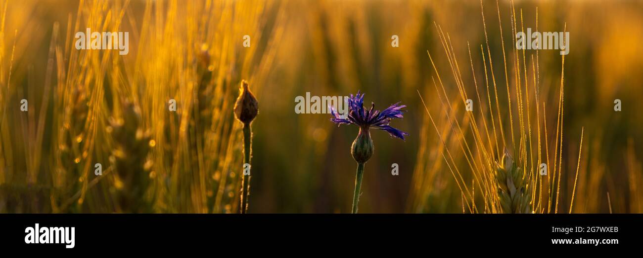 golden spikelets of wheat with a lonely cornflower flower in the warm rays of the morning sun. Stock Photo