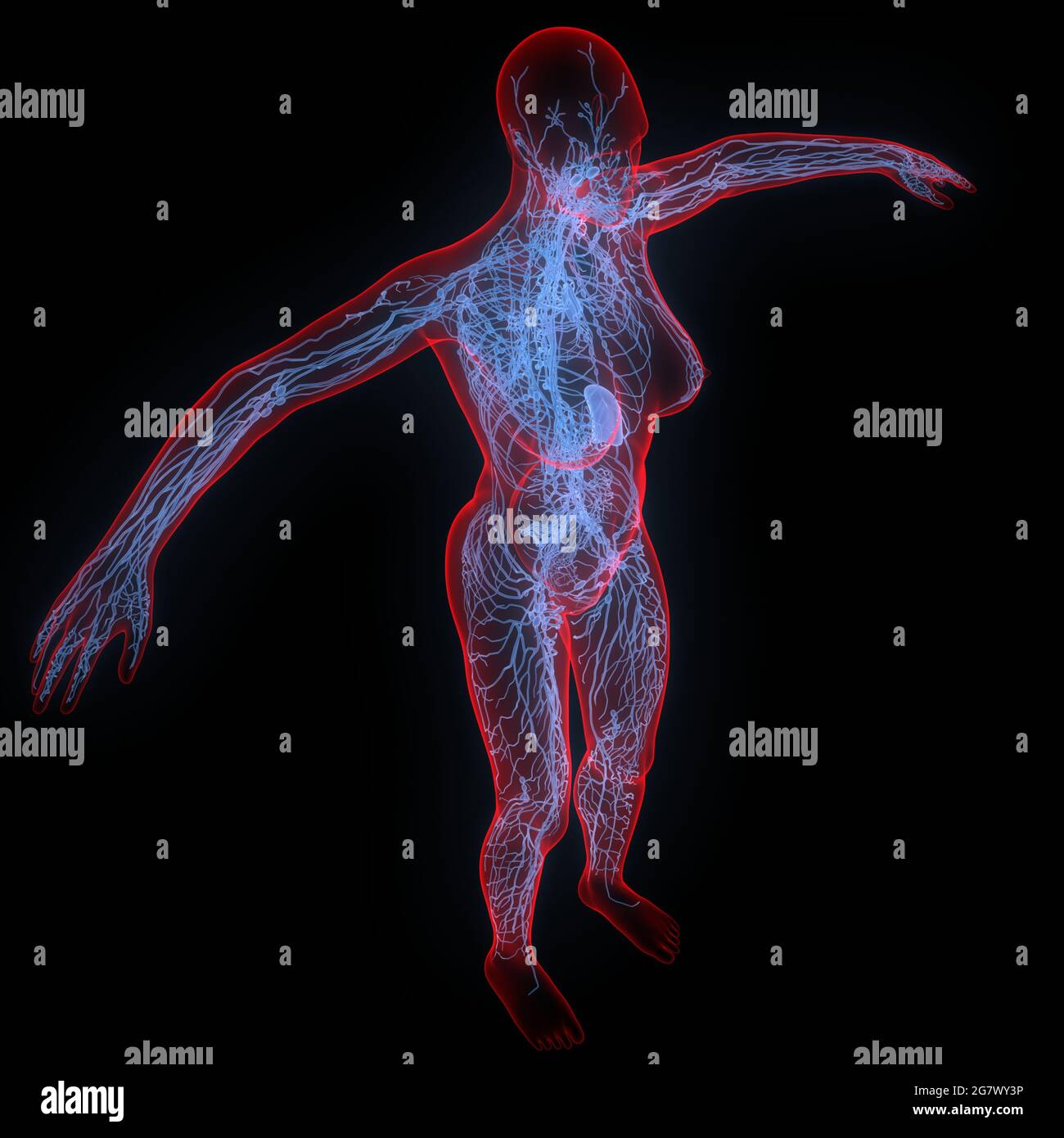 Lymph Nodes is a Part of Human Internal System Anatomy. 3D Stock Photo