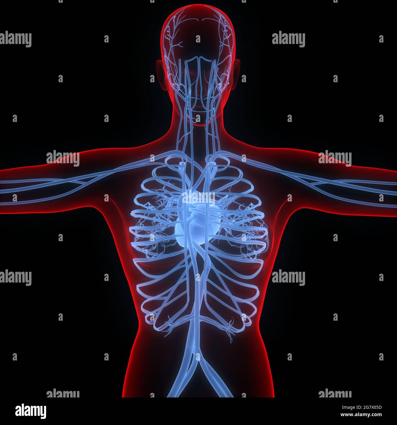 Organs Of The Circulatory System