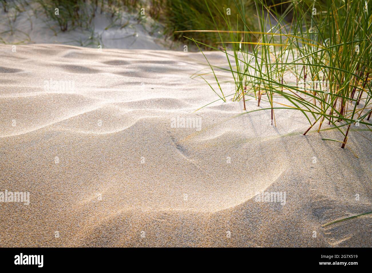 A summer 3 shot HDR image of Marram Grass, Bent Grass or Beachgrass, Ammophila, Luskentyre Beach, Isle of Harris, western Isles, Scotland.25 June 2021 Stock Photo