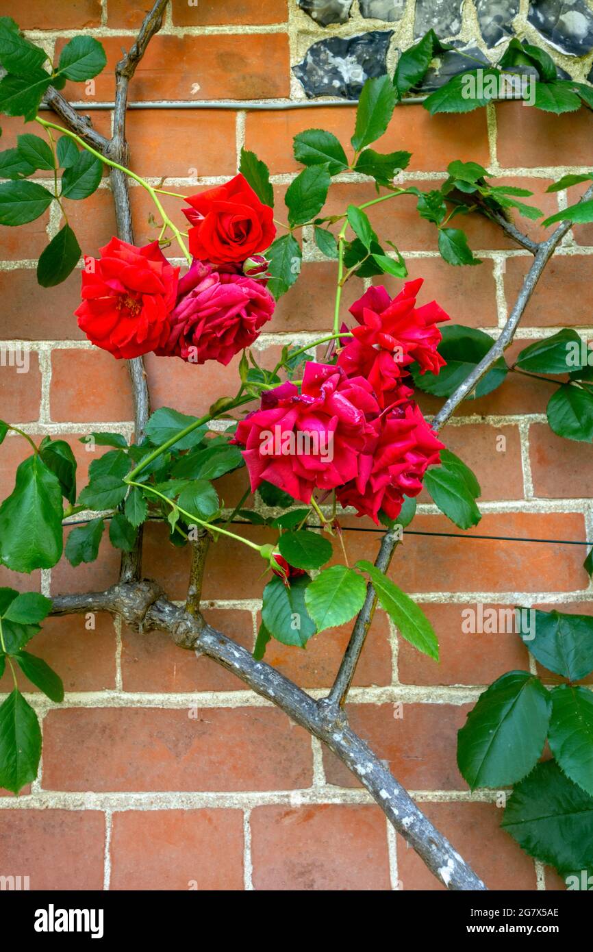 Rose climbing a garden wall hires stock photography and images Alamy