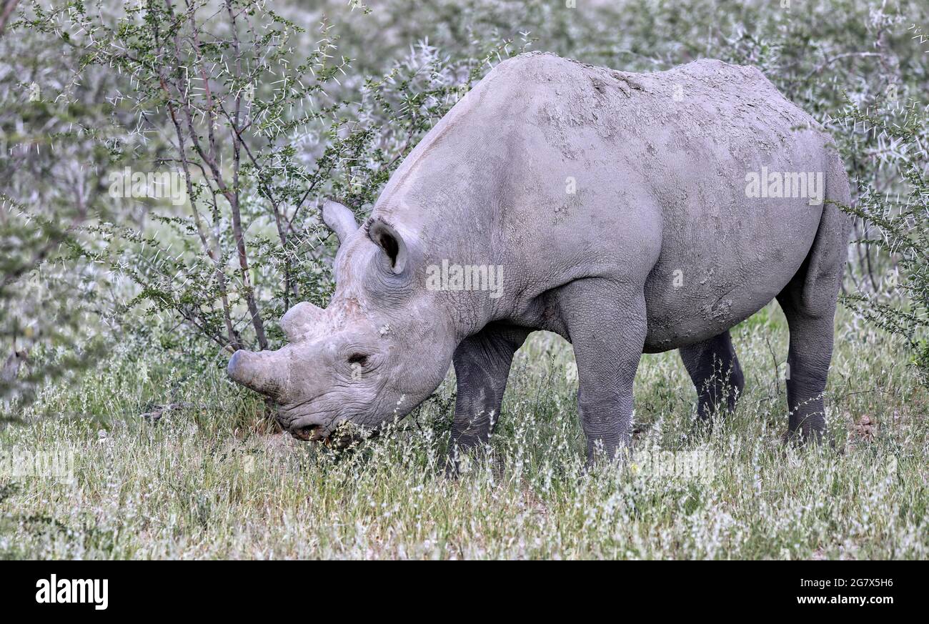 Black rhinoceros, Namibia, Diceros bicornis Stock Photo