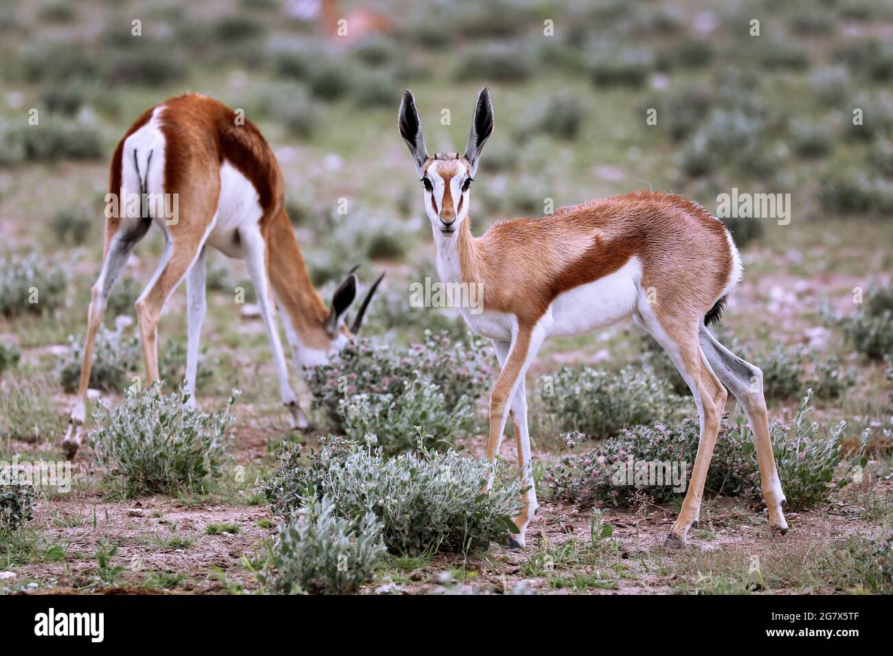 Springboks, Etosha NP, Namibia Stock Photo