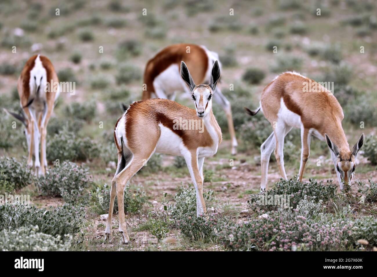 Springboks, Etosha NP, Namibia Stock Photo