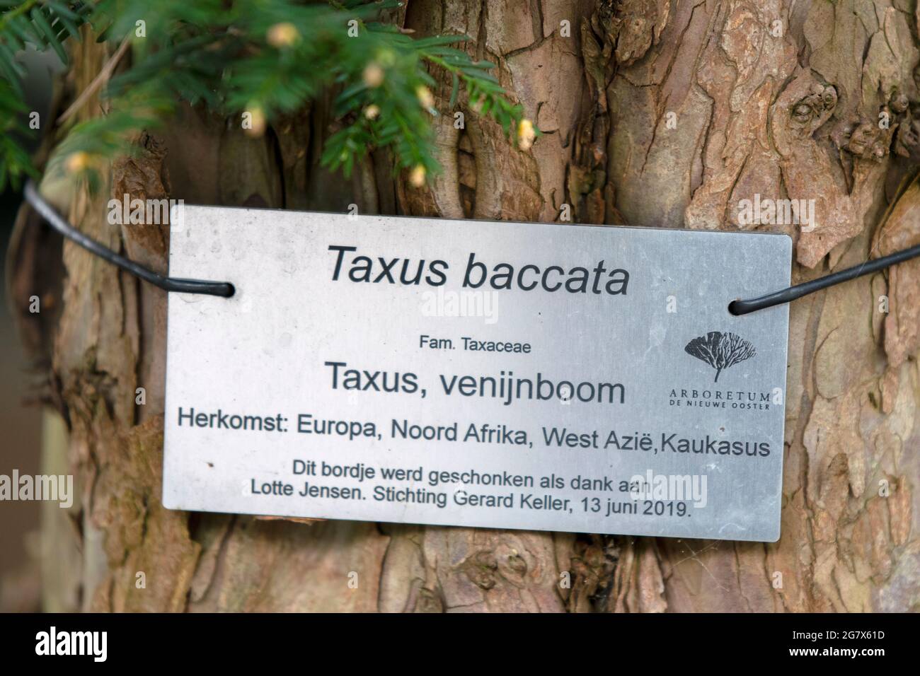 Sign Taxus Baccata Treet At Amsterdam The Netherlands 12-4-2021 Stock Photo