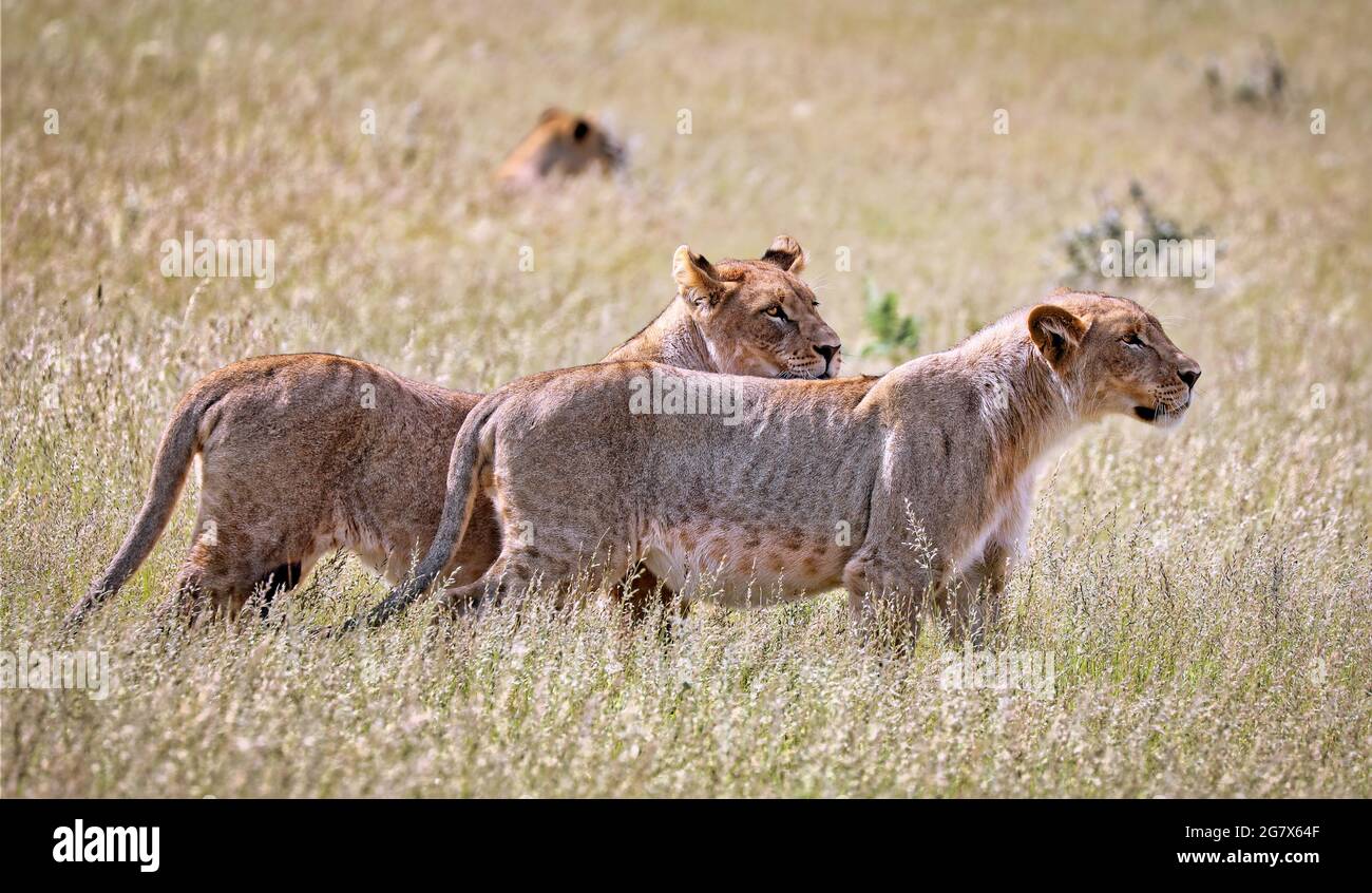 Lionesses, Etosha National Park, Namibia, (Panthera leo) Stock Photo
