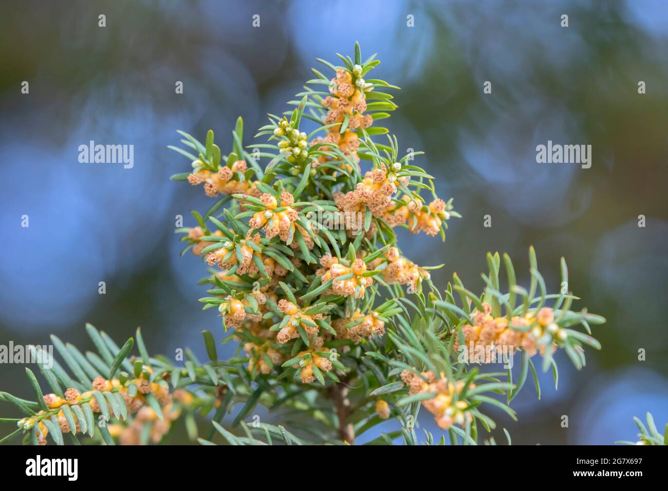 Taxus Baccata Tree At Amsterdam The Netherlands 12-4-2021 Stock Photo