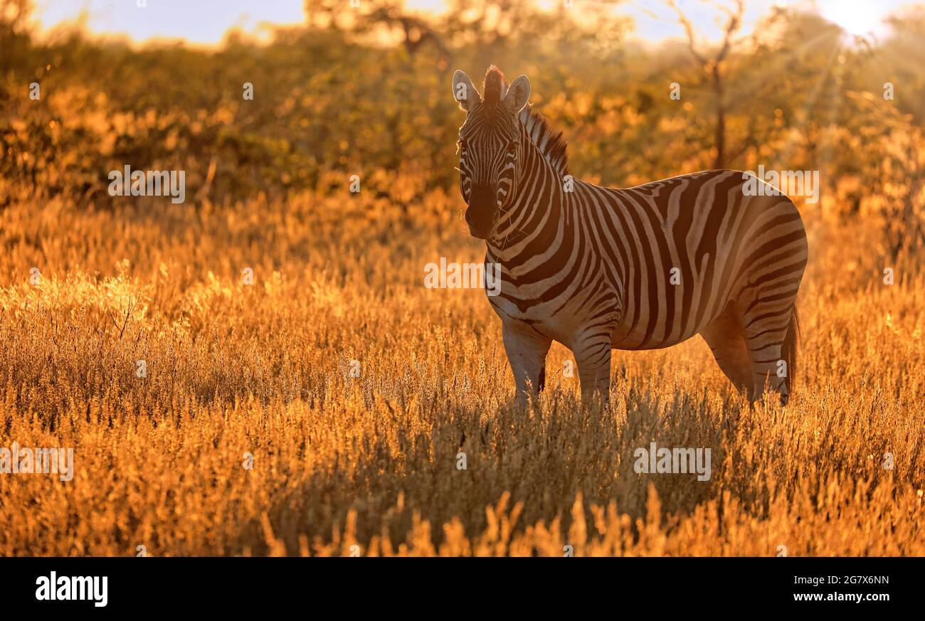 Plains Zebra with sunrise. Etosha NP, Namibia Stock Photo