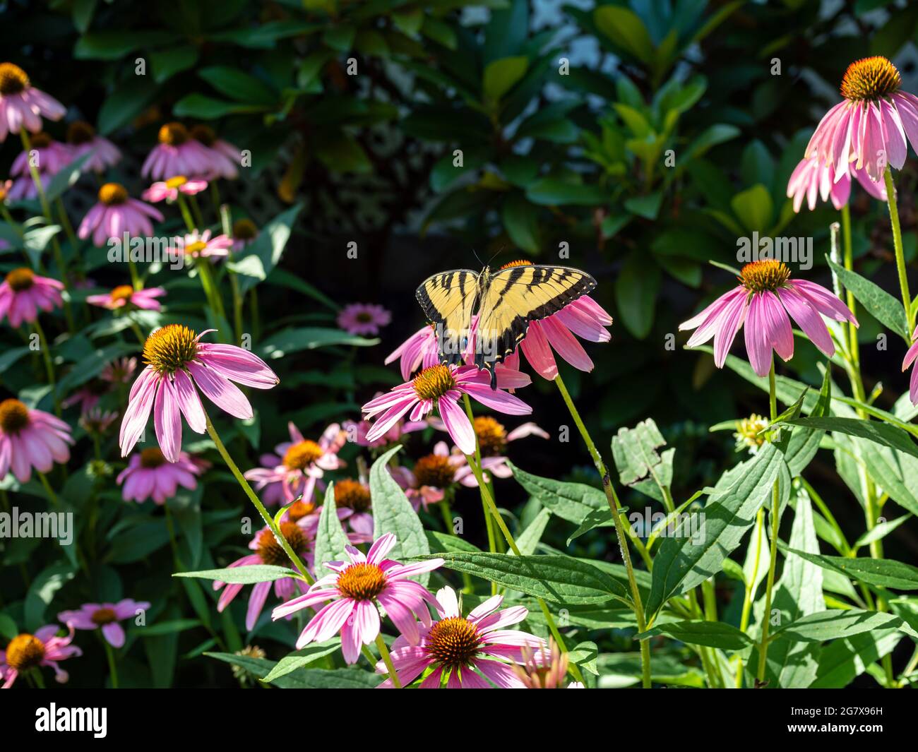 monarch butterfly on pink flowers in the garden in summer Stock Photo