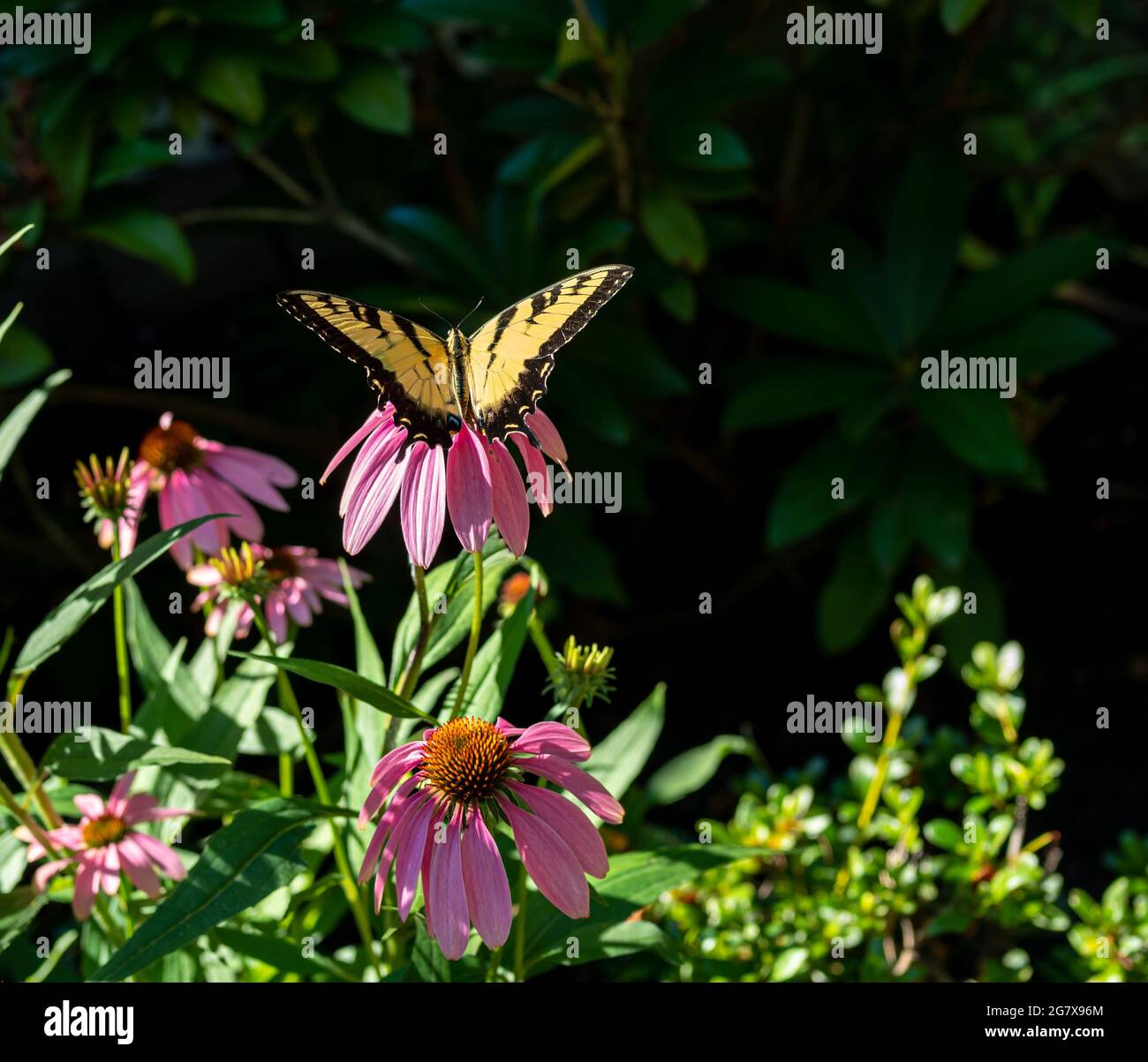 monarch butterfly on pink flowers in the garden in summer Stock Photo