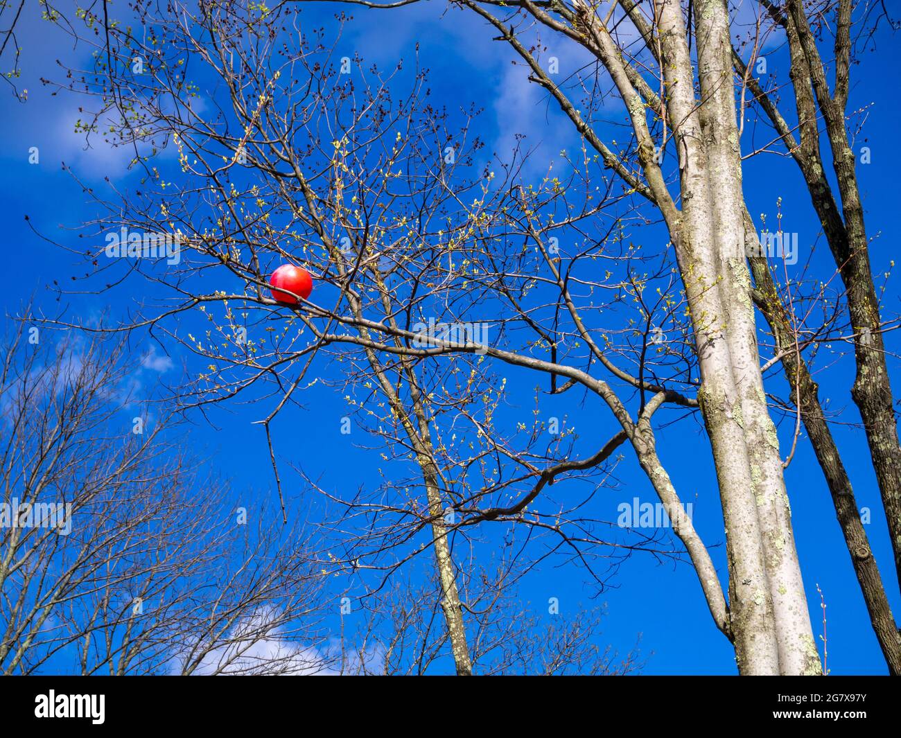 red ball stuck in tree Stock Photo Alamy