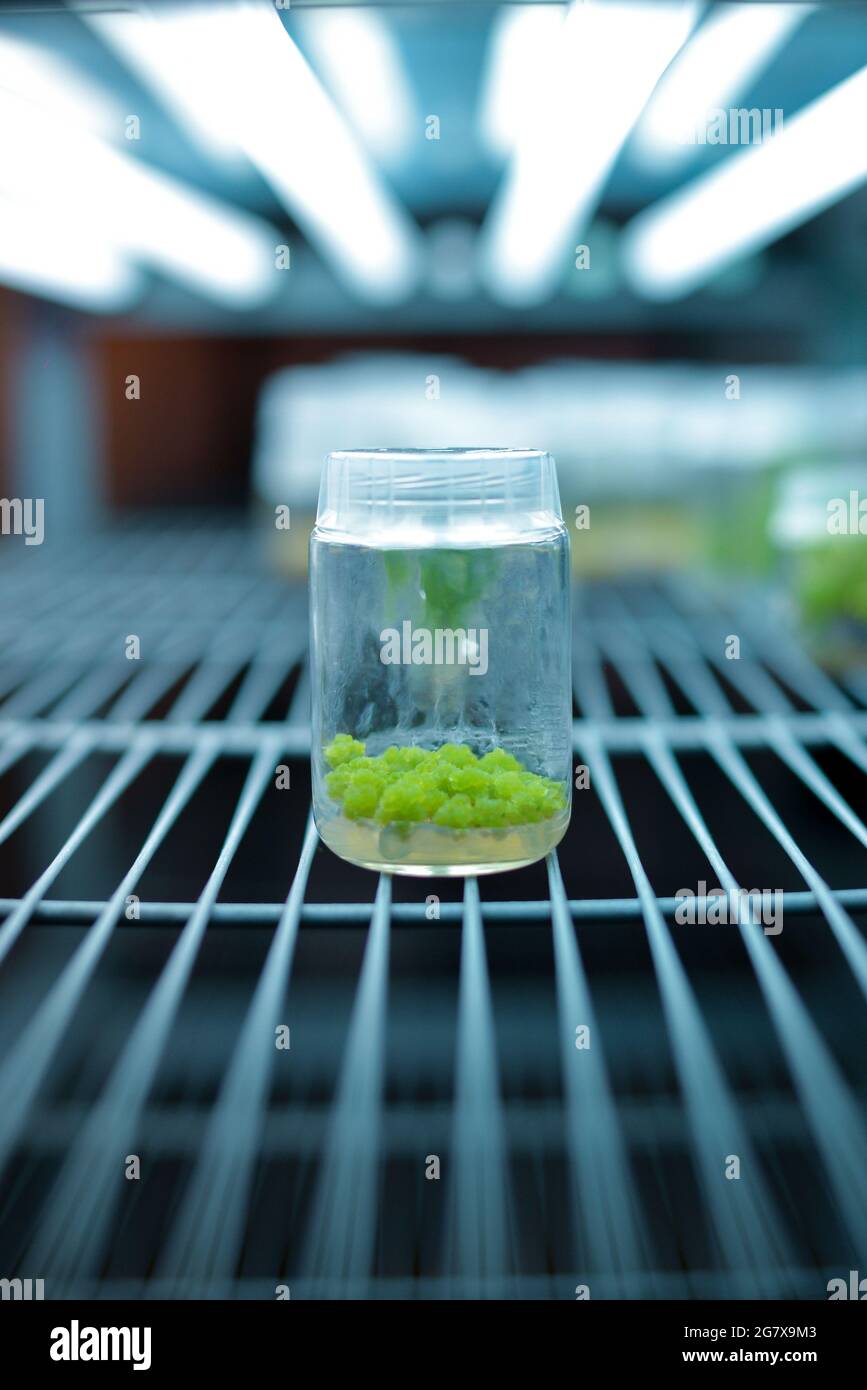 Plant callus tissue culture, biology science for plant regeneration