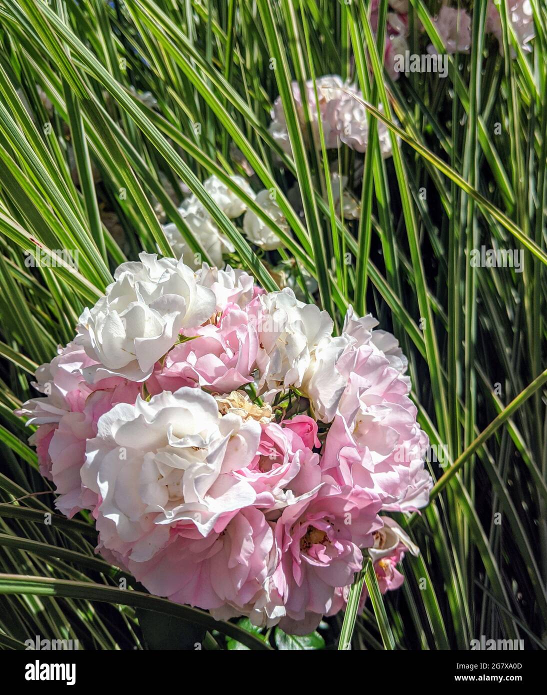 Vertical shot of beautiful Hermione peony flowers between grass during daylight Stock Photo