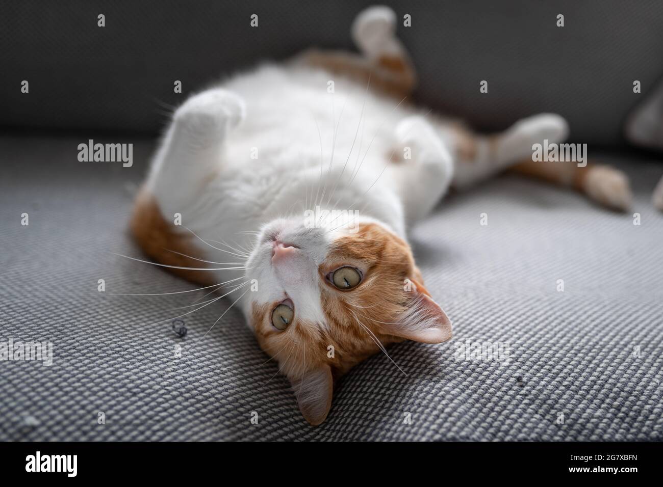 brown and white cat with yellow eyes lying on its back, looks at the ...